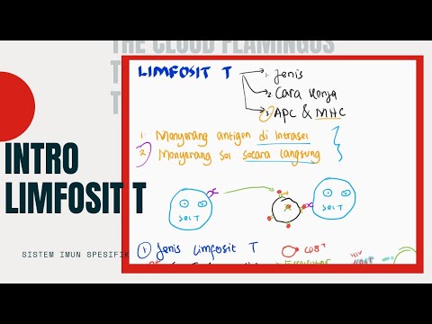 Video: Limfosit Diaktifkan Sebagai Model Metabolik Untuk Karsinogenesis