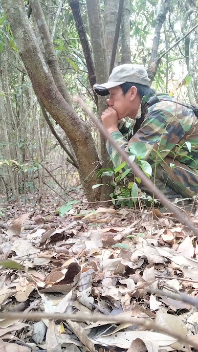 Menakjubkan membuat suara burung hutan merah betina memanggil burung jantan dengan tangan berdenging