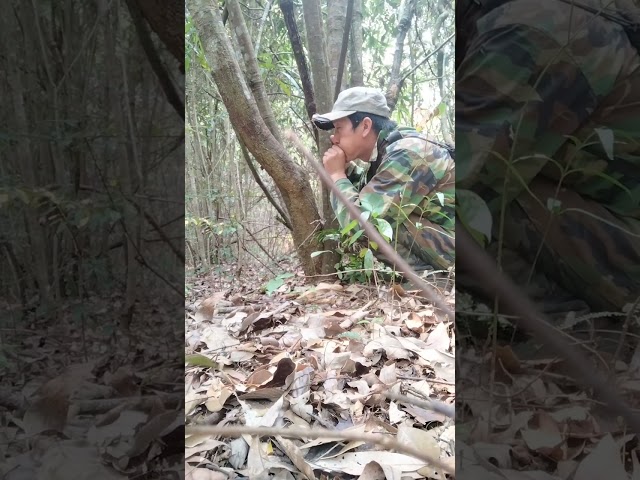 Luar biasa membuat suara Ayam Hutan Merah betina memanggil jantan dengan tangan berdenging class=