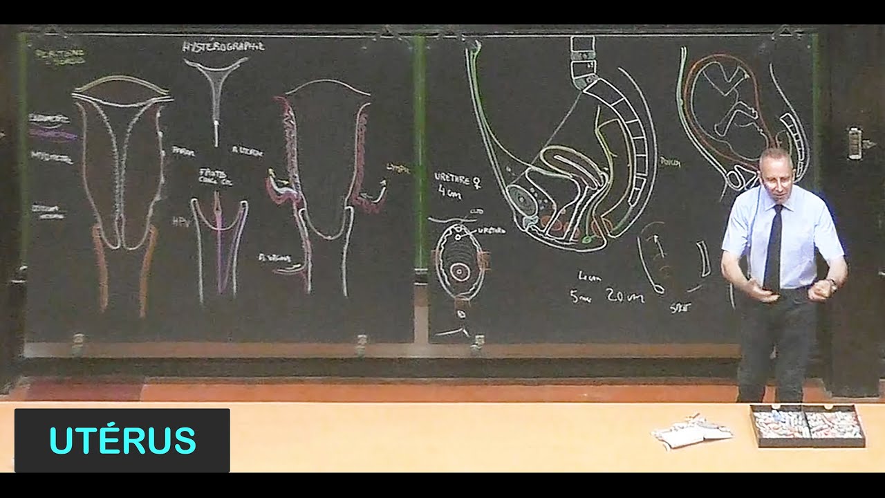 Anatomie de l'utérus (Pelvis 13)