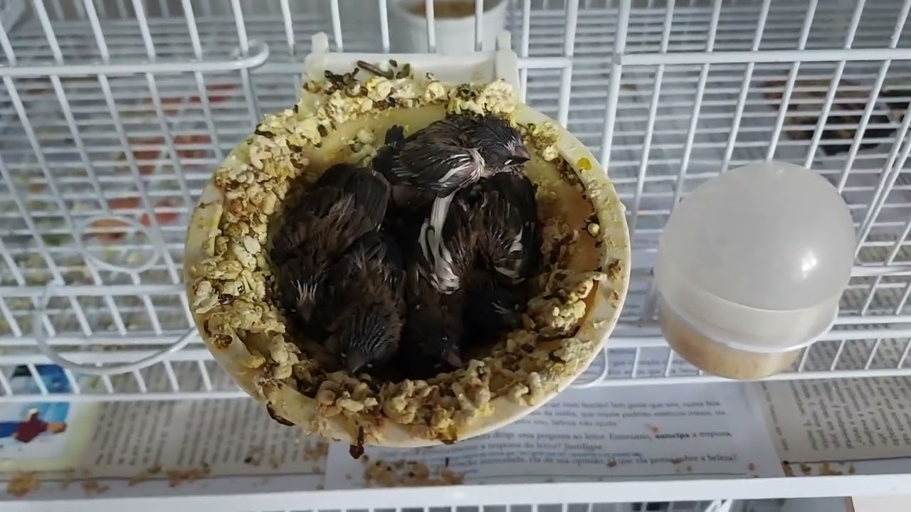 Filhotes de manon no ninho