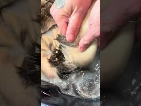 Bucking deer skins in preparation for bark tanning with Heather Douville.