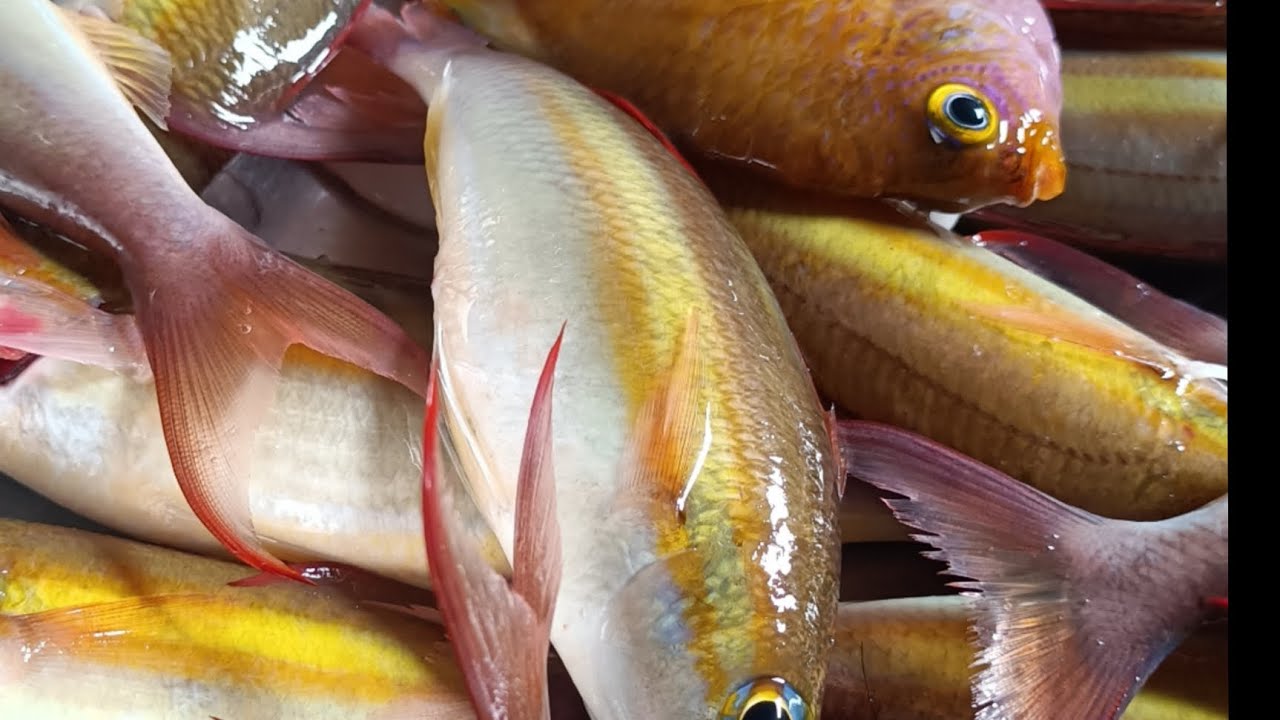 ISANG URI NG DALAGANG BUKID 