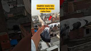 Aakhir mein kis kabootar Ko bula raha hun ?🤔 #pigeon #kabootar #shorts #shortvideo #song #shortsfeed