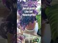 Know when your plants will like or not like a self watering pot. #selfwateringpot #plants