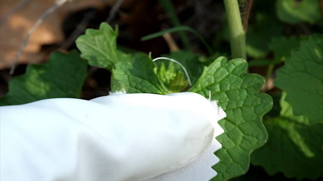 SeeLeaf Poison Ivy - Poison Oak Detection Wipes