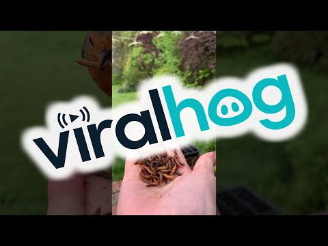 Video: Vtáky a vtáky a včely