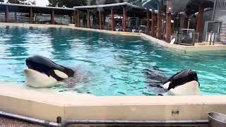 Corky & Ikaika With Trainers - SeaWorld San Diego 6/13/22