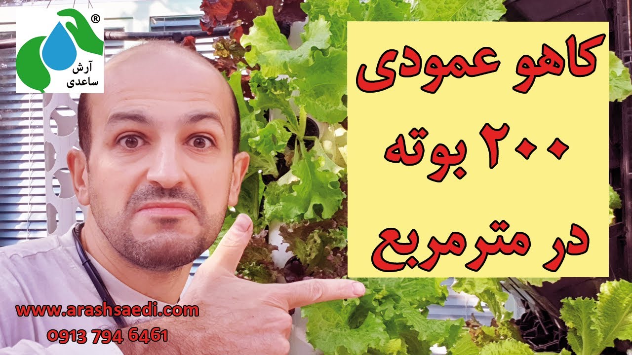 تولید کاهو هیدروپونیک عمودی 200 بوته در مترمربع