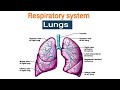 Lungs, Respiratory System PART 6, Anatomy and physiology of lungs, Explained in HINDI, Easy