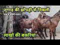 12 बकरी और जुगाड़ से करते है कालू भाई गुर्जर अपने गाँव में बकरी पालन | goat farming at villege