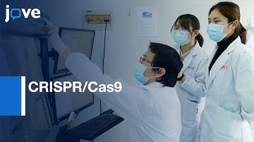 CRISPR/Cas9 used for Gene-Knock in and Cell Sorting | Protocol Preview