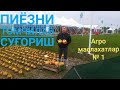 Пиёзни томчилаб суғориш 2019