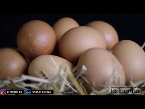 تخم نطفه دار را از کجا تهیه کنیم