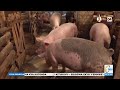 Yiga Ennunda Y Embizzi Ey Omulembe Oyoole Ssente YigaOkukola Yiga Ennunda Y Embizzi Ey Omulembe Oyoole Ssente YigaOkukola