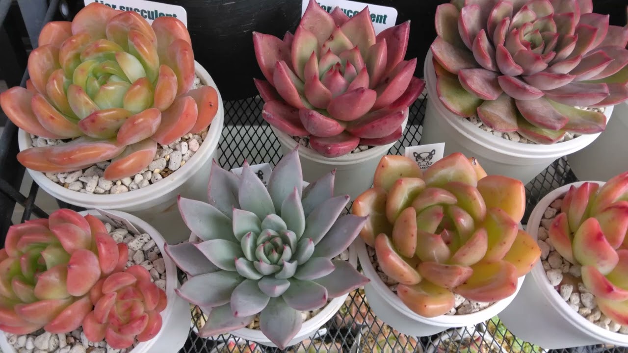 2025年　10月多肉植物②