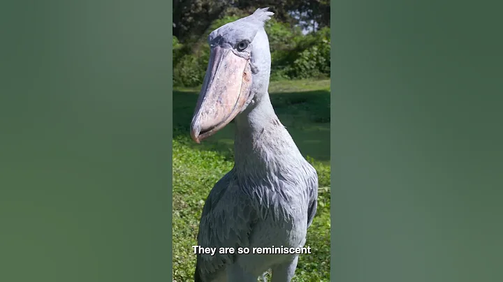 THIS IS THE SHOEBILL STORK! #shorts #shoebillstork #youtubeshorts - DayDayNews