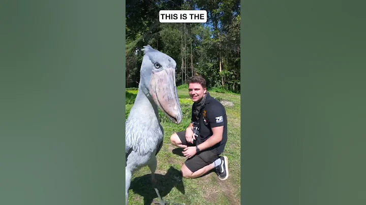 THIS IS THE SHOEBILL STORK! #shorts #shoebillstork #youtubeshorts - DayDayNews