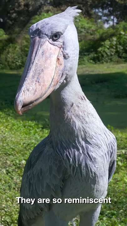 THIS IS THE SHOEBILL STORK! #shorts #shoebillstork #youtubeshorts