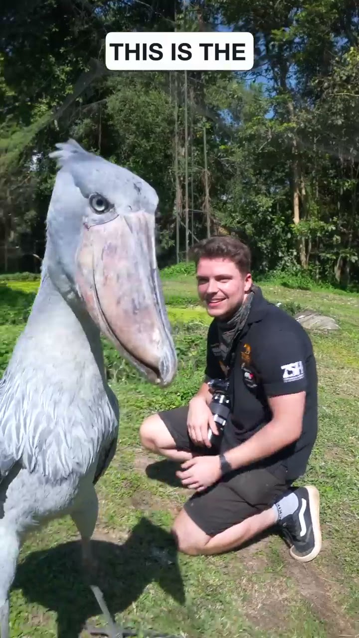 Schuhschnabel: Der Unheimlichste Vogel 😨 | Tierdokumentation | Dokumentarfilm