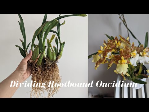 Video: Wat is 'n Oncidium Orchid: Inligting oor Oncidium Orchid Care