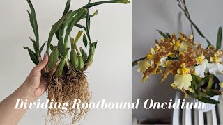 Oncidium Orchid Care | Dividing and Repotting Large Oncidium Orchid for Beginners