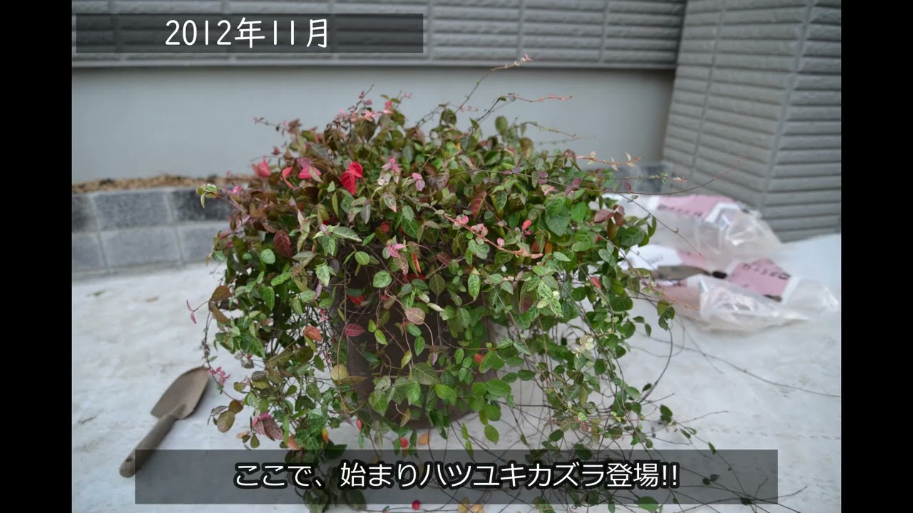 チワワ犬 ほねっこ愛 Youtube