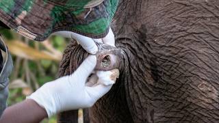 IMAGINE the RELIEF! Maggot-Infested Tail and Painful Lumps Left This Elephant Suffering