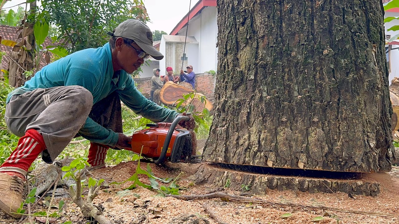 Skill and teamwork... These 3 difficult trees become easy ‼️ - YouTube