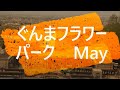 カネコ種苗　ぐんまフラワーパーク　May の動画、YouTube動画。