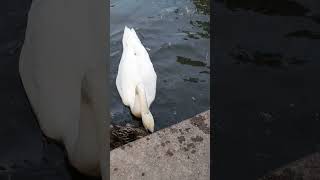 А вдруг лебедь укусит)) птицы bird swan