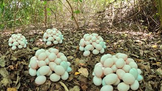 WOW WOW! a female fisherman pick a lot of duck eggs in the forest