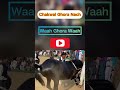 Horse dance shortsfeed