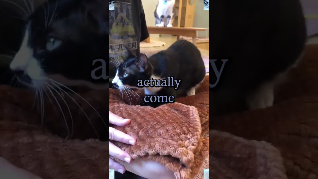Cat Cafe 3 | #shorts #vtuber #envtubers