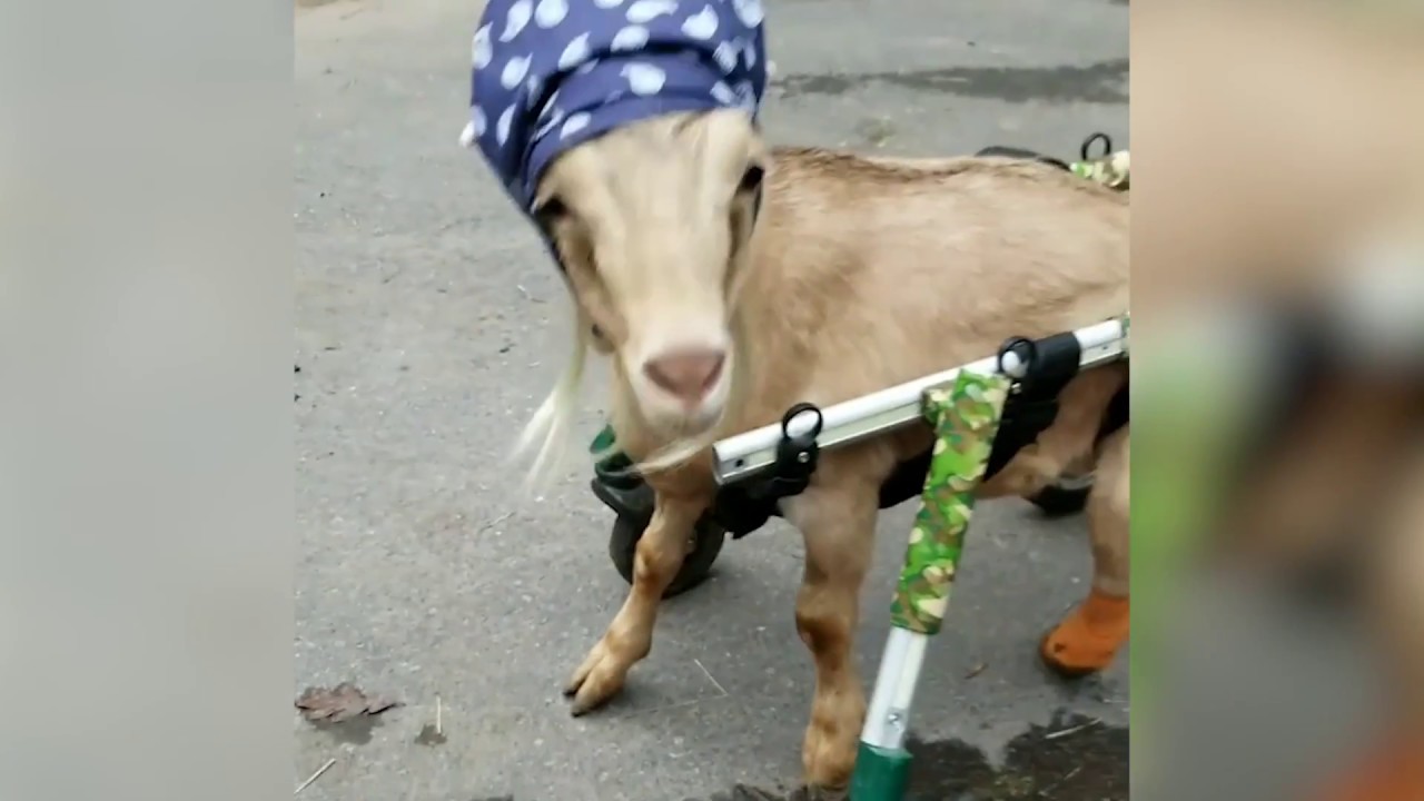 wheelchair sign Deedee the Goat in a Wheelchair Dressed as Bret Michaels!