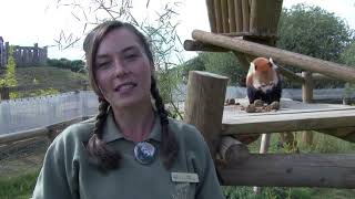 Red Panda Day 2021 - the CUTEST Day of the Year!