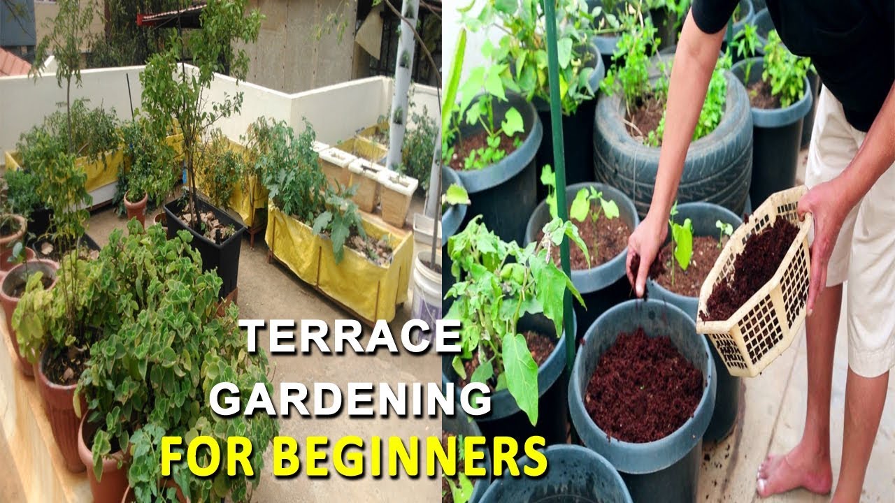Terrace Gardening for Beginners || Container Gardening Ideas || Rama ...