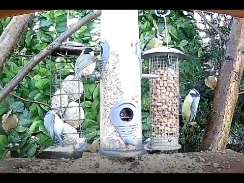 Cat Tv For Cats To Watch - Blue Tits, Robin and Nuthatch 