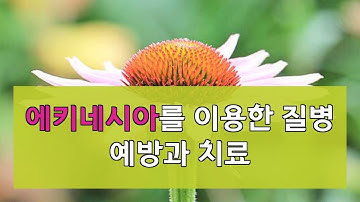 에키네시아를 이용한 질병 예방과 치료 그리고 약물과 상호 작용 관계