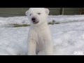 Toronto zoo polar bear cub introduced to snow for the first time