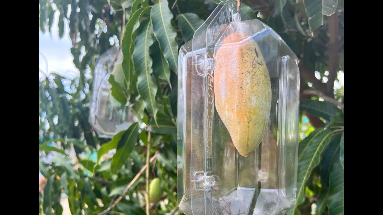 First Mango of 2025 at Our Sarasota Fruit Farm  - Nam Doc Mai