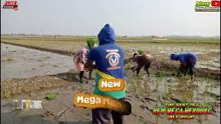 Live 🔴 Striming, Rabu 16 Juli 2025 Tanam Padi H.Neng Karya Mas Pamanukan (New Mega Mendung)
