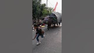 bantengan mengamuk dan mberot karnaval desa sambijajar #shortsvideo