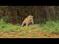 パンタナール　ジャガーのメイティング１｜西遊旅行