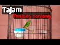 Suara Serindit Ampuh Untuk Pancingan Mp3 - Mp4 Download