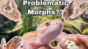 Problematic Leopard Gecko Morph (Geckos with know issues? What are they?) || TSG