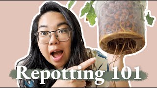 When Should I Repot My Plants?! | Ideal timing, soil mixture, signs you need to repot ASAP