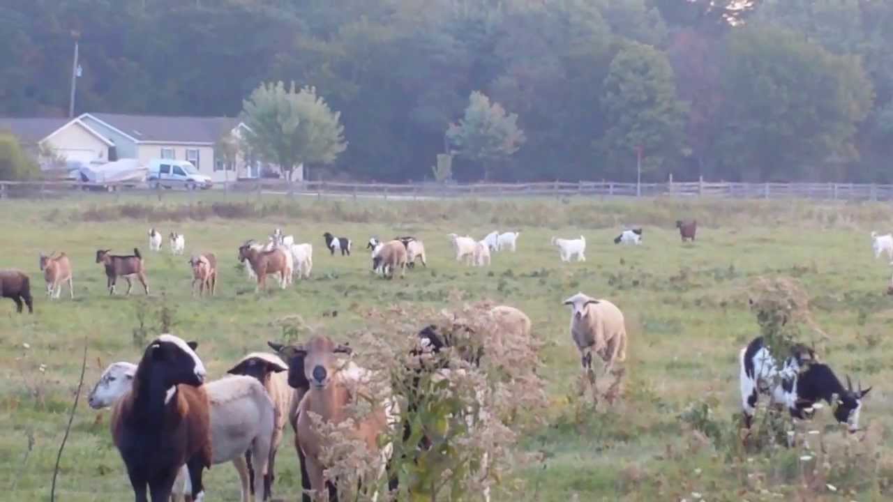 Qurbani ,Eid Al Adha In Chicago Aara Farms YouTube