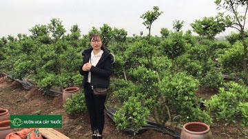 Chia sẻ quất Lọ khổng lồ sau khi sử lý thì như thế nào