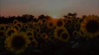 sunflower - rex orange county // traduzione